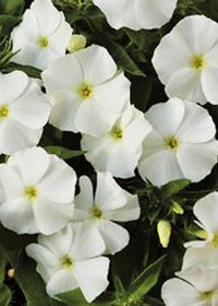 Phlox 'Phloxy Lady White'